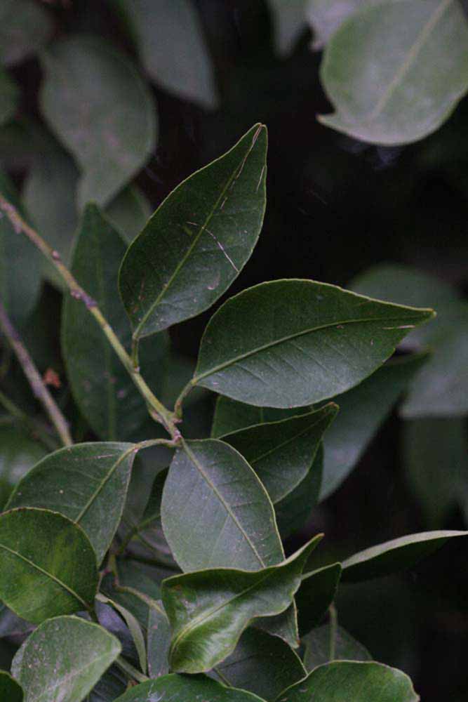              Shade leaves (Riverside, CA)       